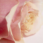 Fleur's - Lait Corps Hydratant Rose-Jasmin - Latte Idratante Corpo Rosa-Gelsomino